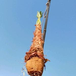 الرياض