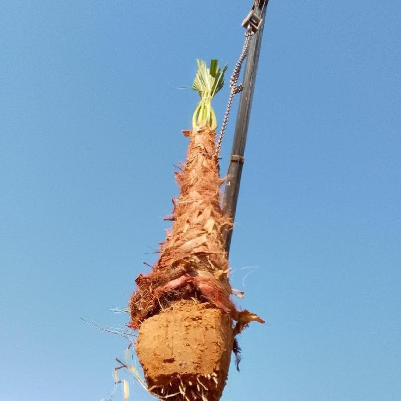 الرياض