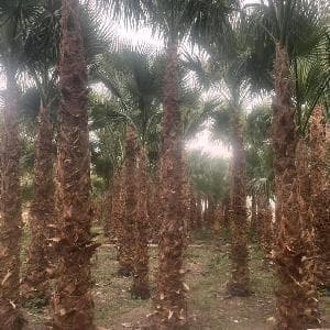 نخل للبيع واشنطني زينة للبيع وعربي نخل عربي مثمر