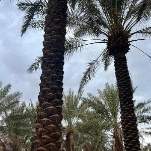 نخيل عربي مثمر فروخ وفسائل