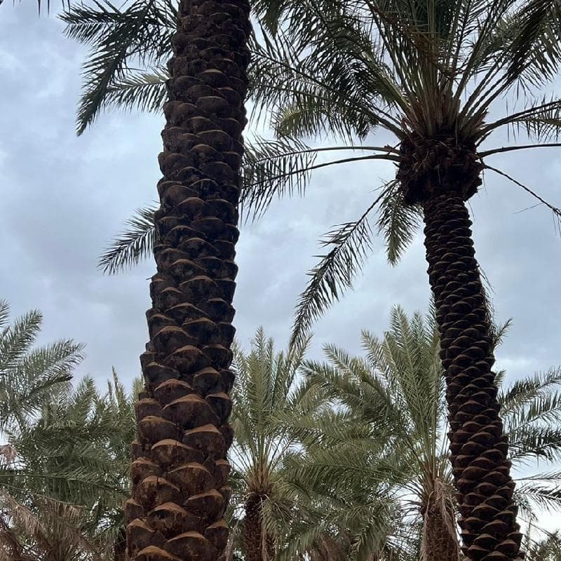 نخيل عربي مثمر فروخ وفسائل