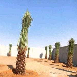 نخل