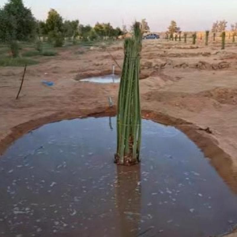 نخل عربي