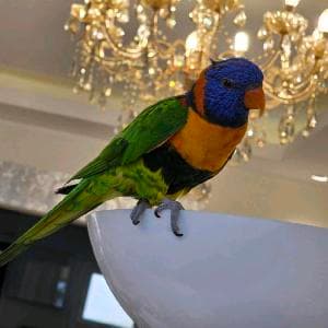 الببغاء Rainbow Lorikeet الأصلي
