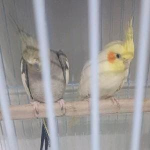 للبيع زوج طيور كوكتيل (ذكر وأنثى) 🐦* النوع: كوكتيل