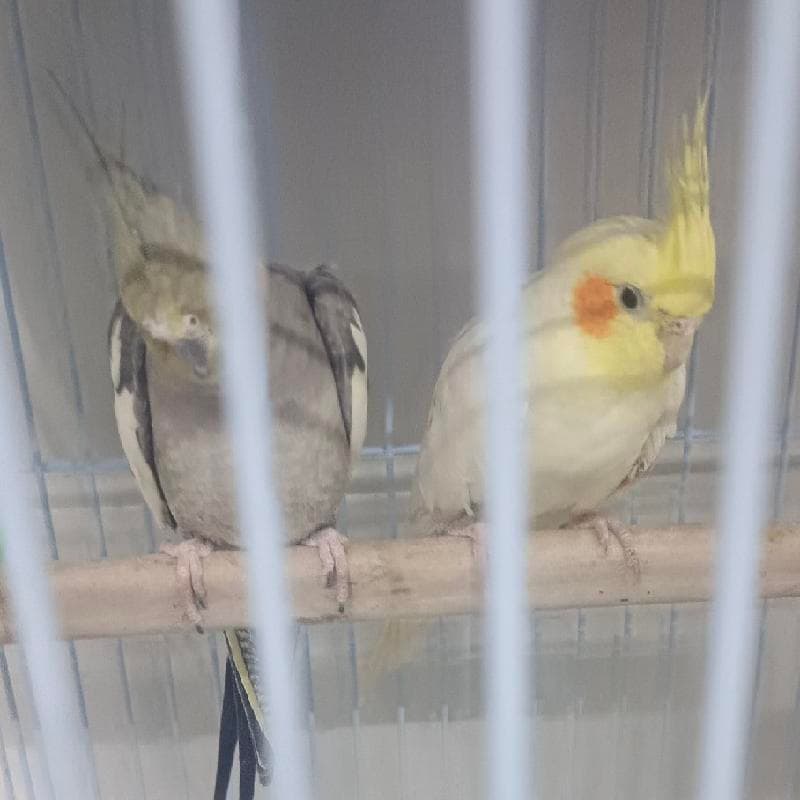 للبيع زوج طيور كوكتيل (ذكر وأنثى) 🐦* النوع: كوكتيل