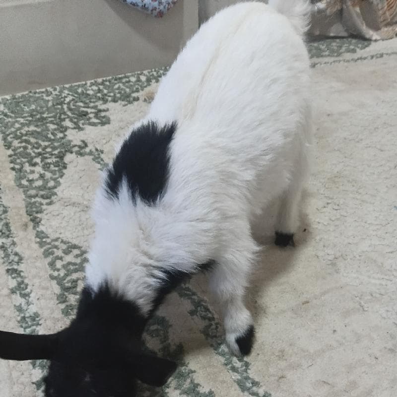 2ماعز قزم للبيع