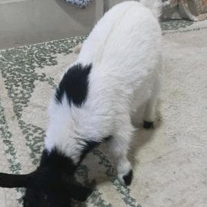 2ماعز قزم للبيع