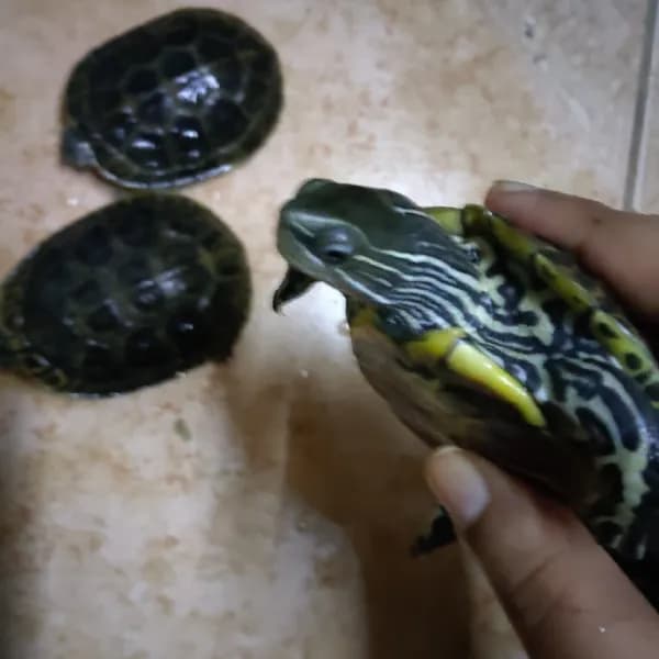 سلاحف للبيع المستعجل