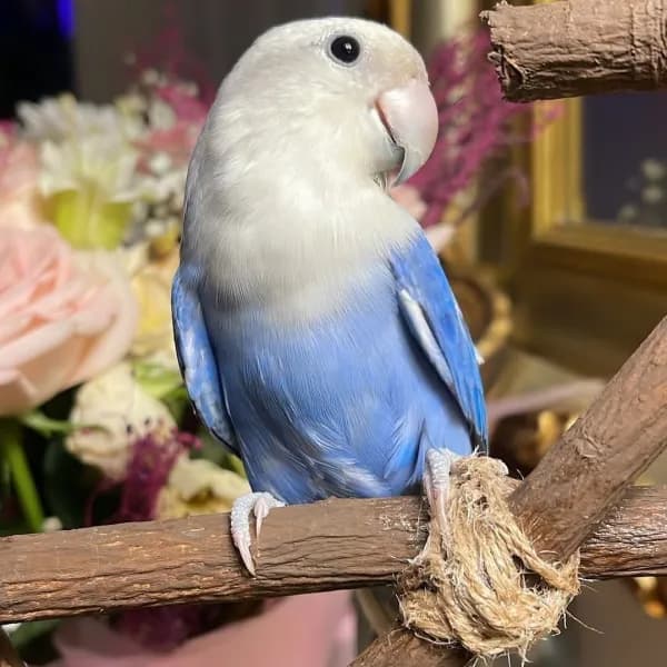 للبيع - ببغاء الروز  أليف وجميل! 🐦ببغاء روز مميز،أ