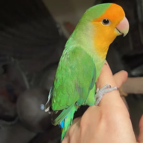 للبيع - ببغاء الروز  أليف وجميل! 🐦ببغاء روز مميز،أ