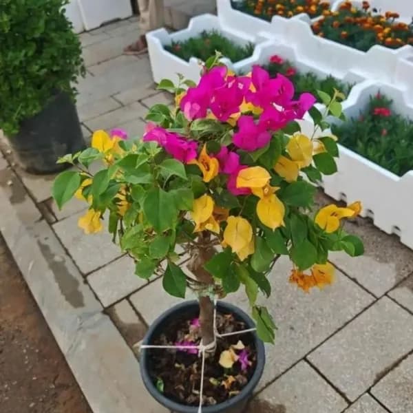 بيع جميع انواع النخل والشجر وردي وتنظيف النخيل وال