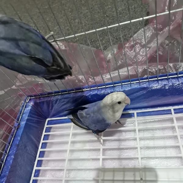 جوز طيور الروز