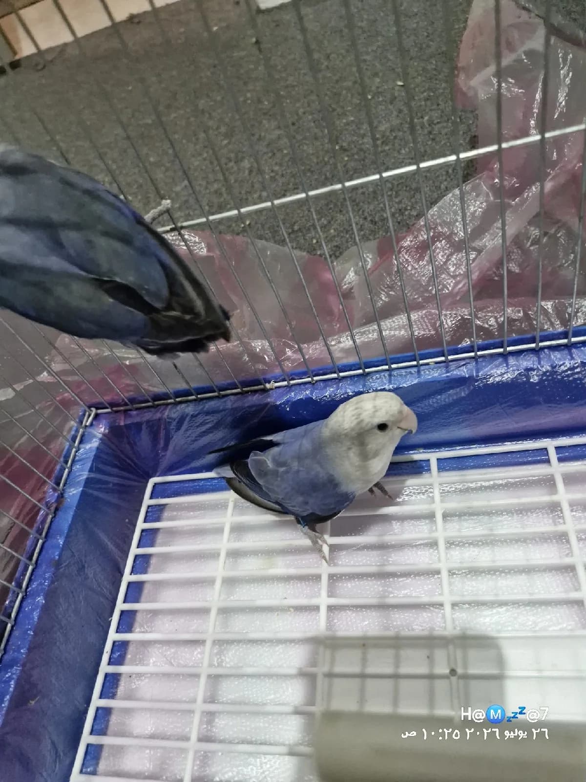 جوز طيور الروز
