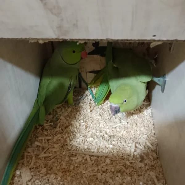 جوز دره منتج