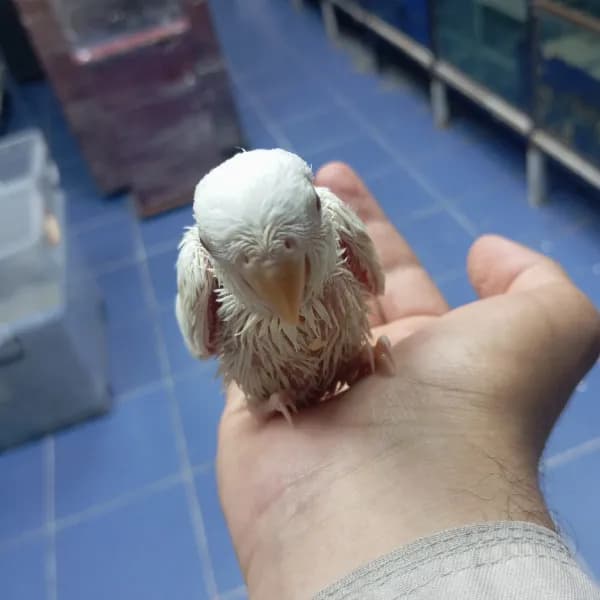 فرخ روز
