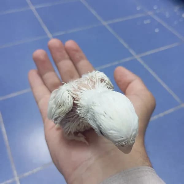 فرخ روز ابيض