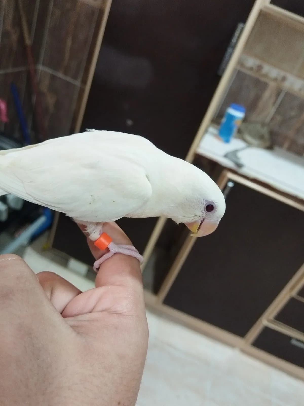 فرخ روز البينو  يسمع الكلام بسرعه ونشبه مره