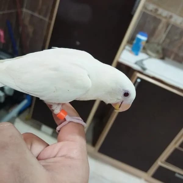 فرخ روز البينو  يسمع الكلام بسرعه ونشبه مره