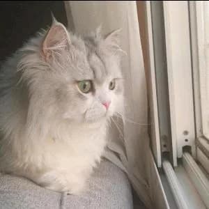 ابي احد يهتم بقطوتي