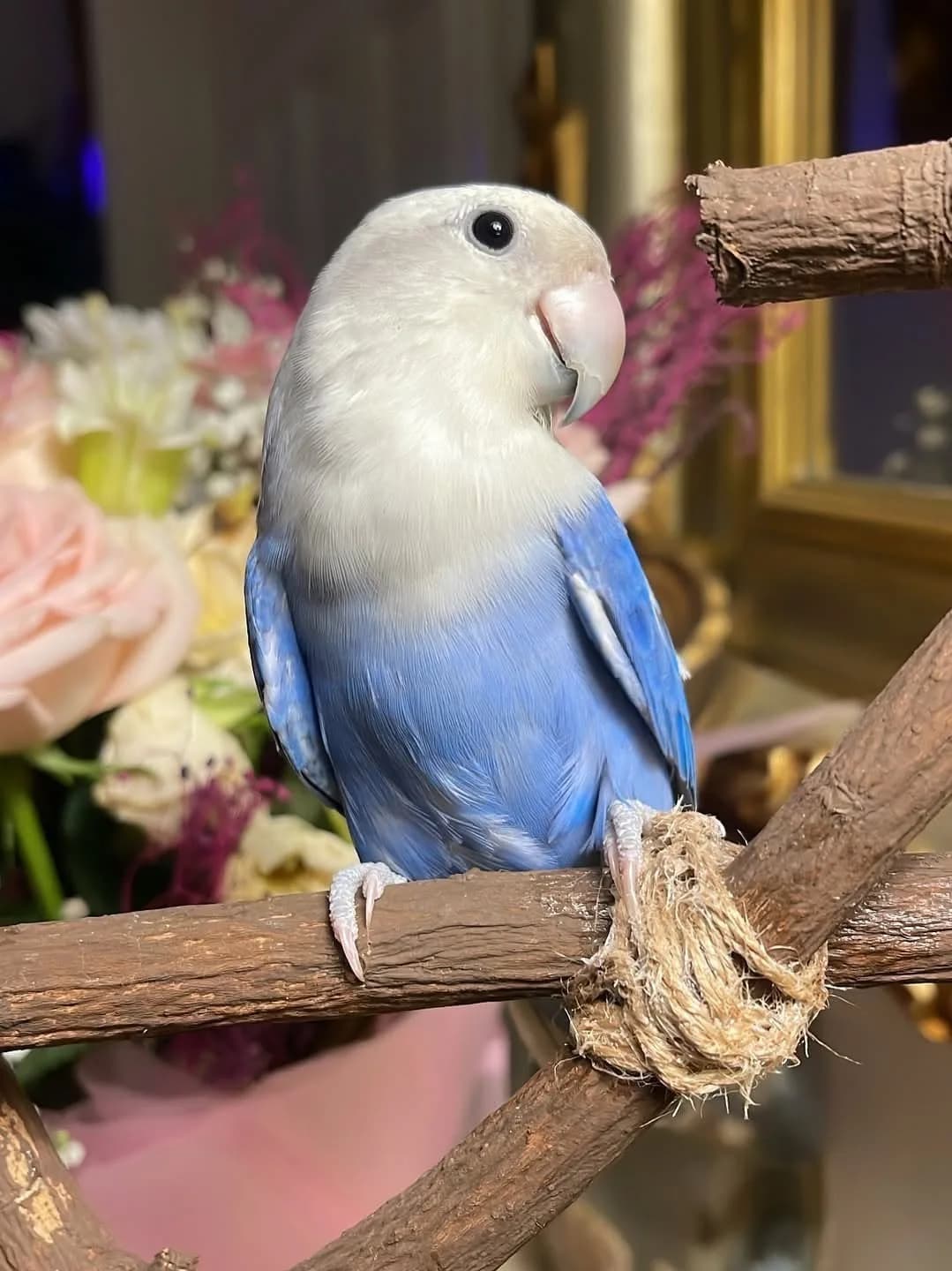 للبيع - ببغاء الروز أليف وجميل! 🐦ببغاء روز مميز،أ