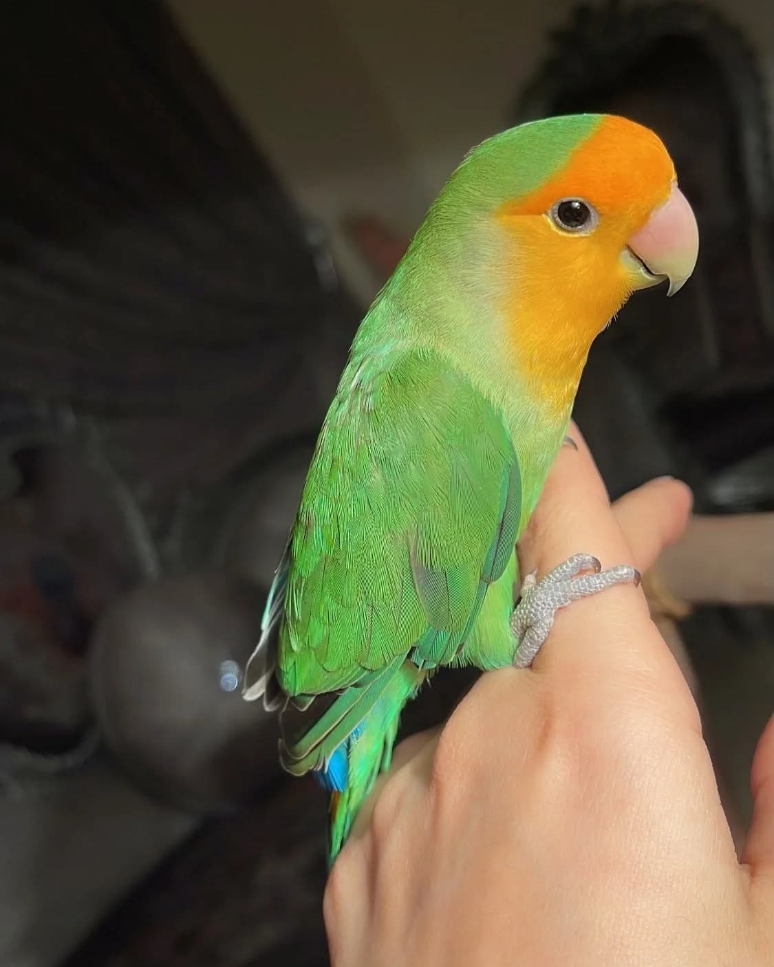 للبيع - ببغاء الروز أليف وجميل! 🐦ببغاء روز مميز،أ