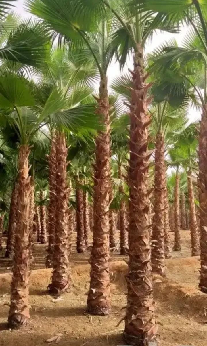 نخل للبيع توصيل وزراعه