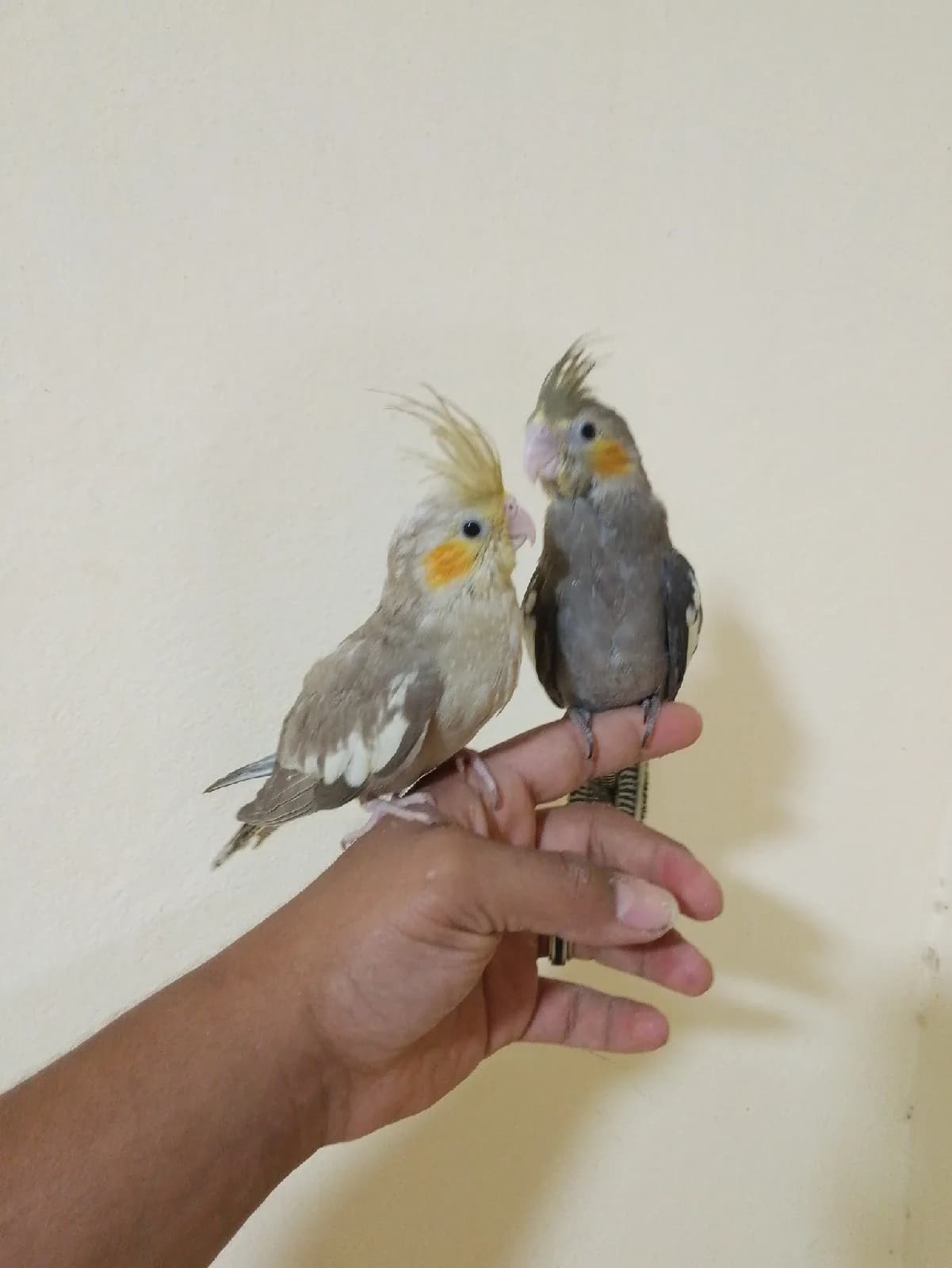 كروان أليف